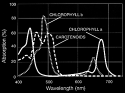 Ljusabsorption för Klorofyll