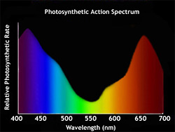 Photosynthesis action spectrum