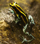 Ranitomeya ventrimaculata