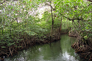 Miljö från Salt Creek på ön Isla Bastimentos i Panama