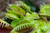 Bananflugor på Venus flugfälla – Dionaea muscipula